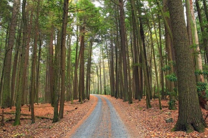 Confederation uses slow growing Easter White Pines for their log cabin kits - find out why this makes for a beautiful log or timber frame home.